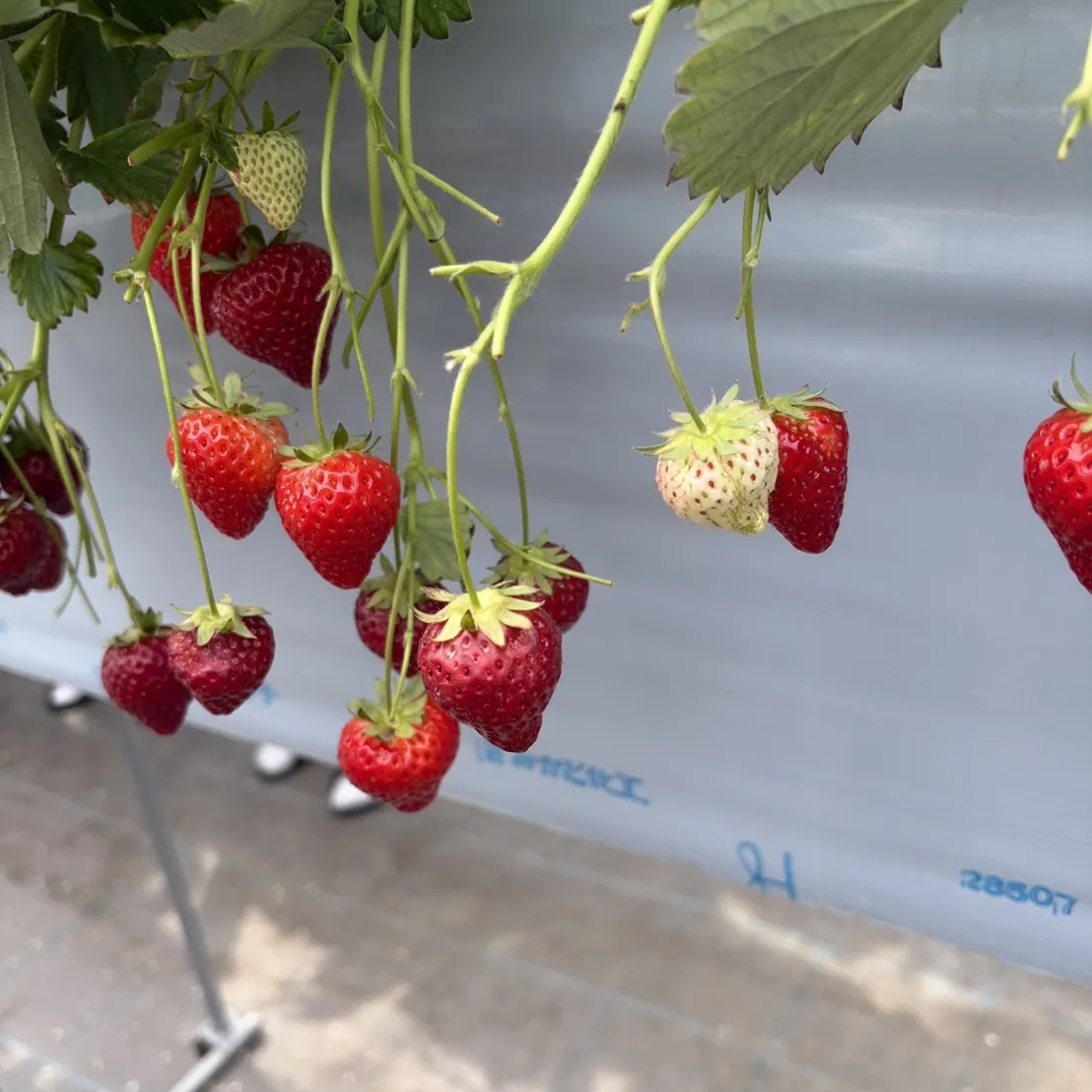 Club DUKE所属キャストのすずかの肖像写真