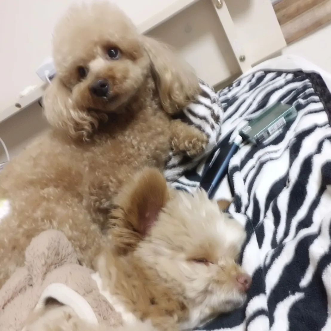 Club DUKE所属キャストの「みお」の肖像写真