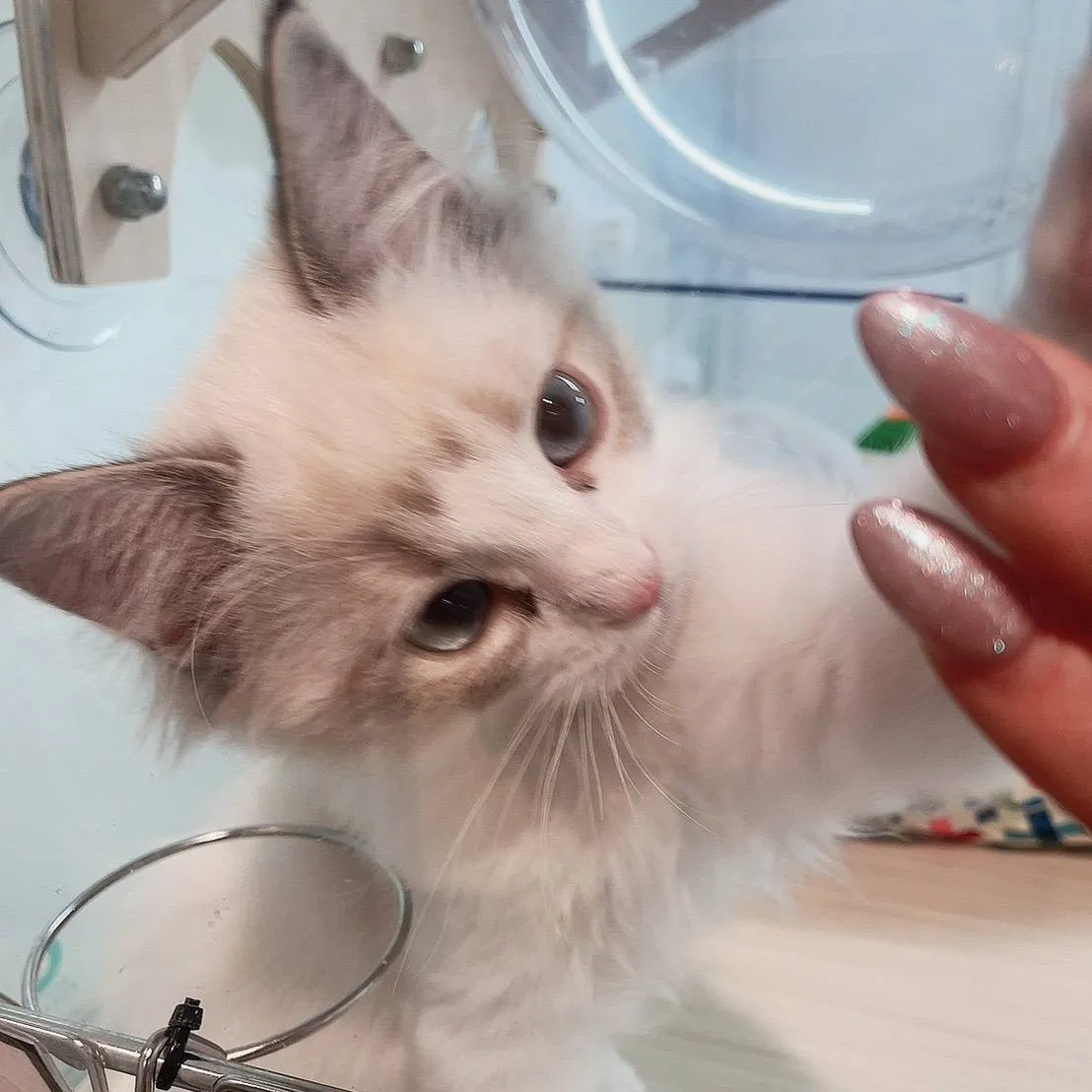 Club DUKE所属キャストのあいかの肖像写真