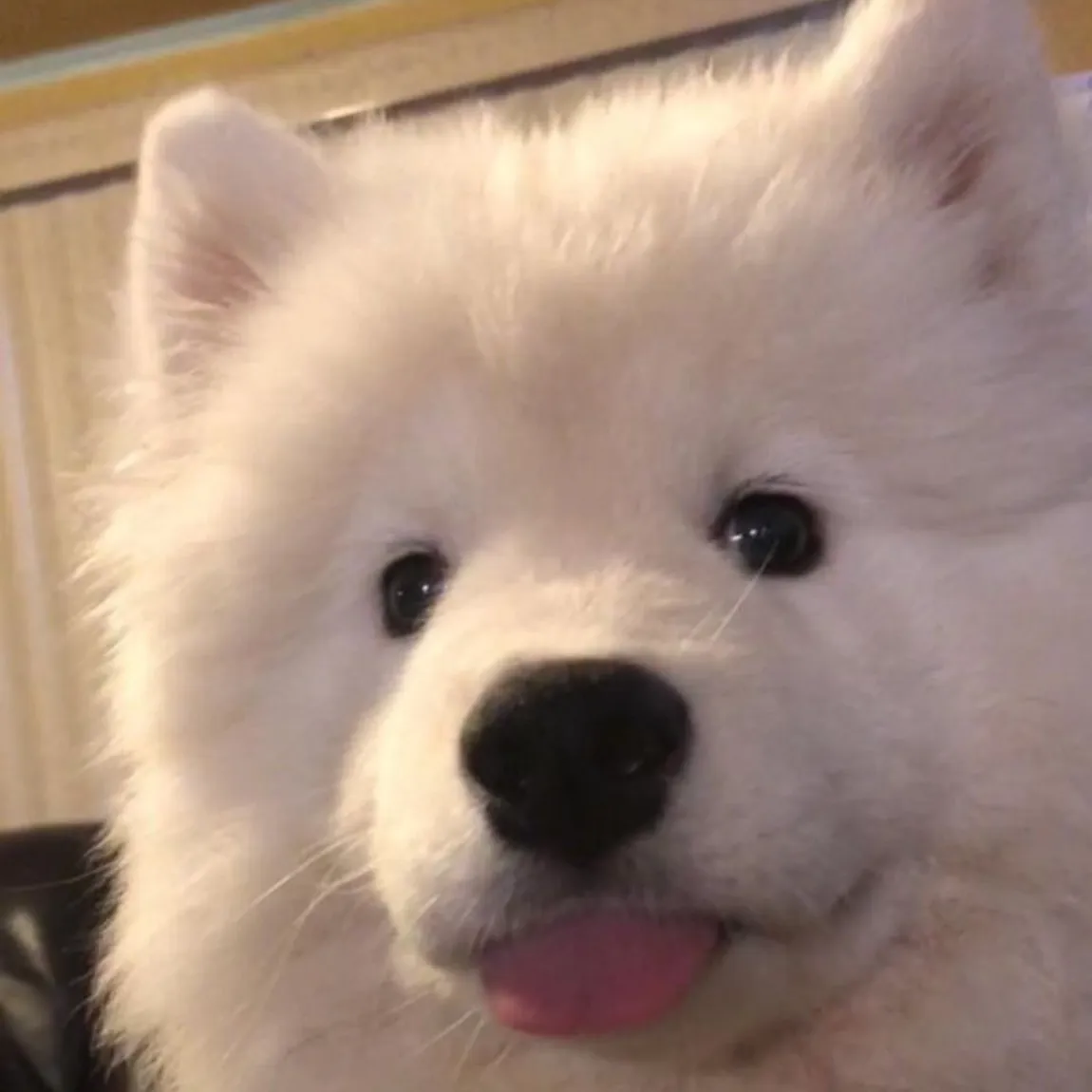 Club DUKE所属キャストのあむの肖像写真