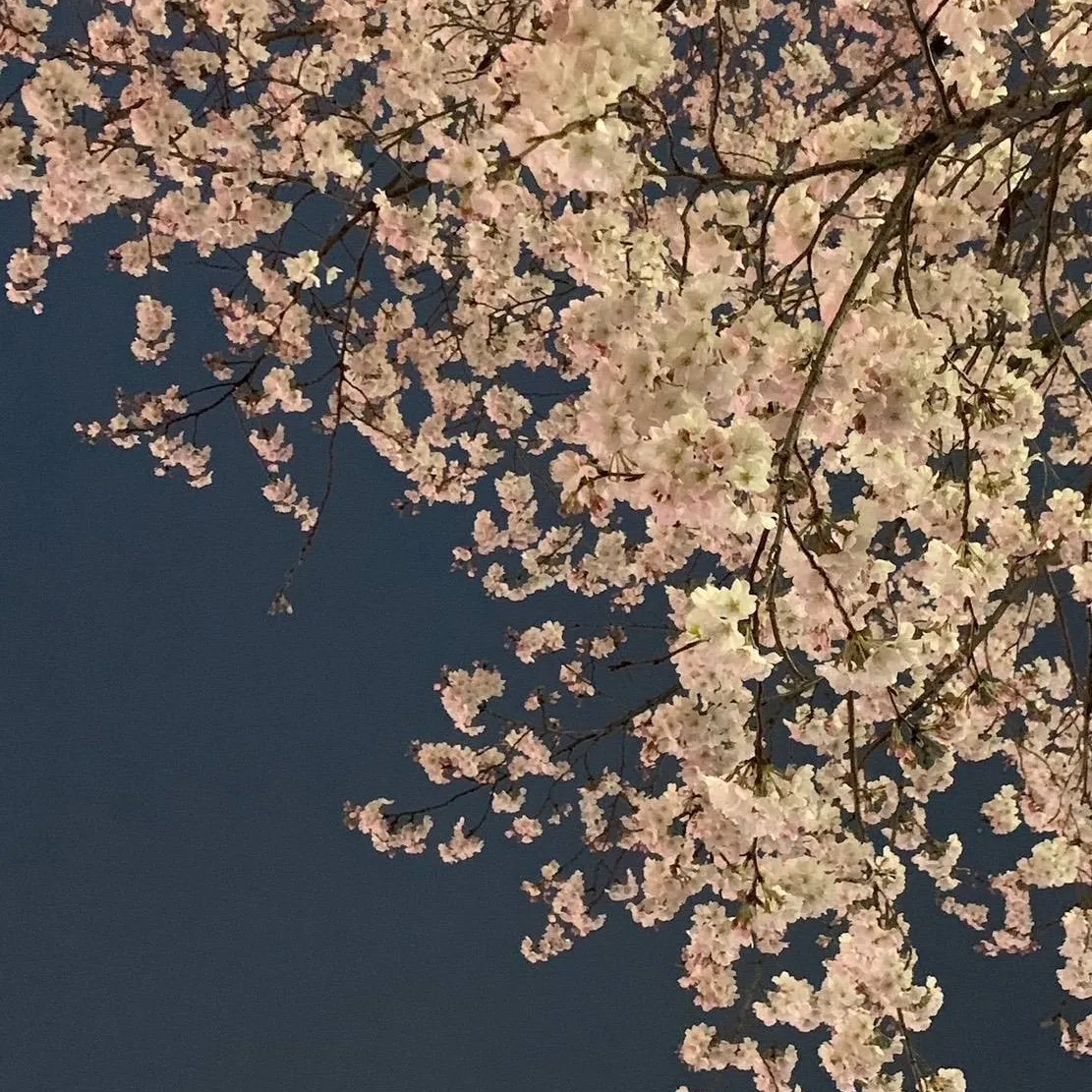 Club DUKE所属キャストの「なな」の肖像写真